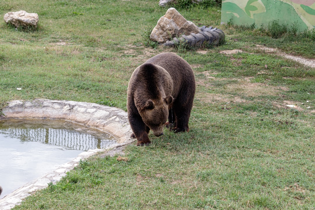 Doosan Bears