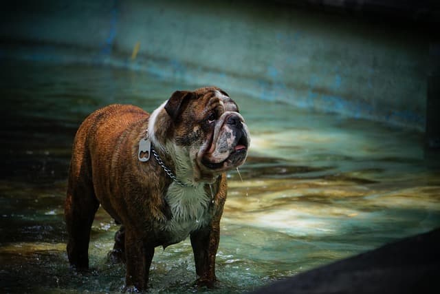 canine atopic dermatitis