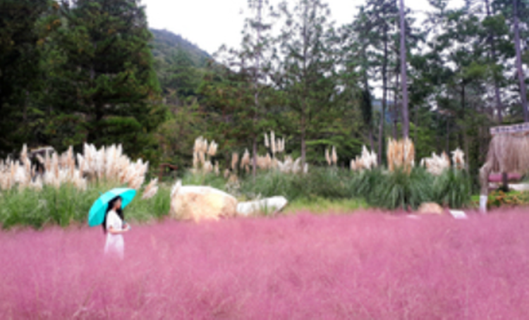 해남 포레스트 수목원