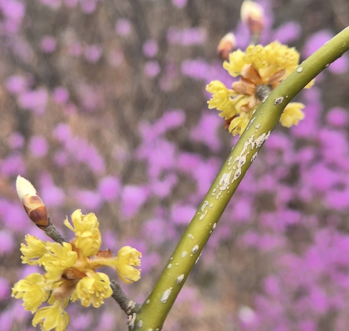 벚꽃 개화시기 4월 7일? 산림청 개화지도로 보는 2026 봄꽃 개화시기 관련사진