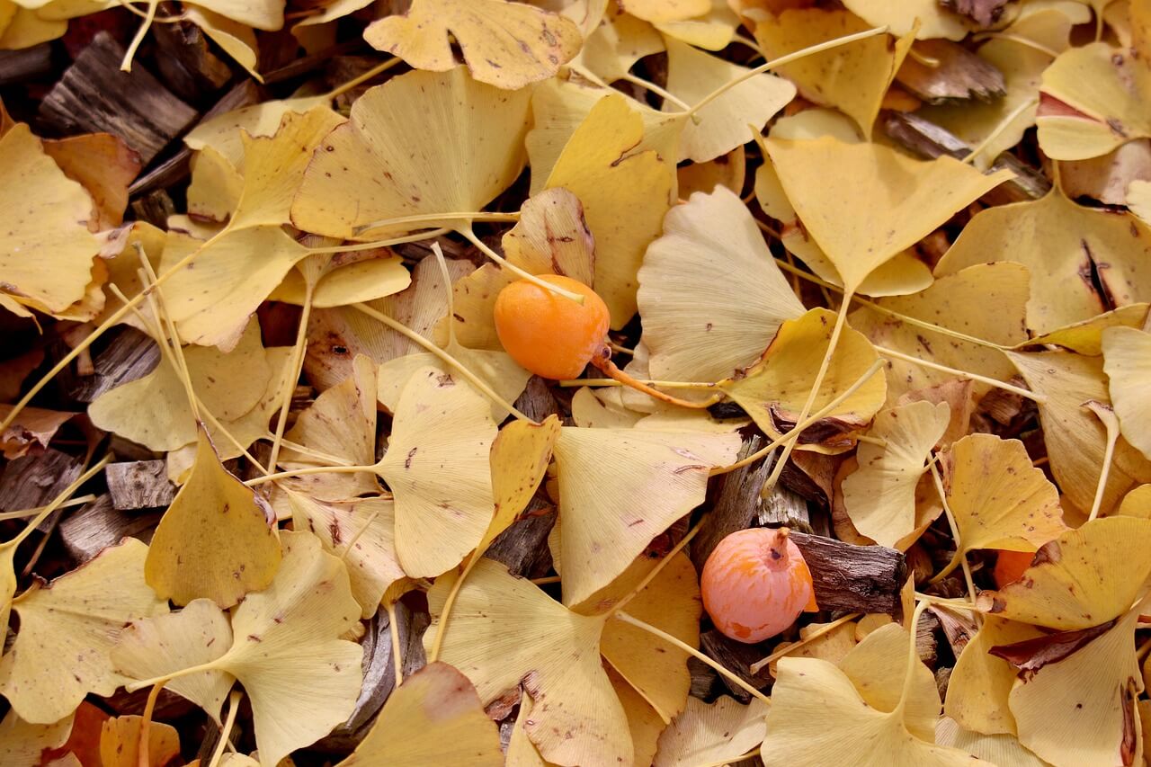 은행 효능 부작용