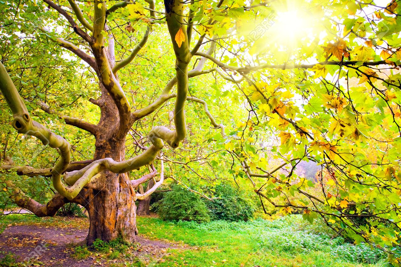공간을 아름답게 꾸미고 즐거움을 선사하는 조경 식물 나무