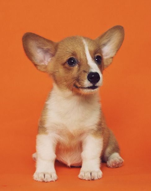 강아지 짖음 방지 훈련, 효과적인 방법은 무엇일까?