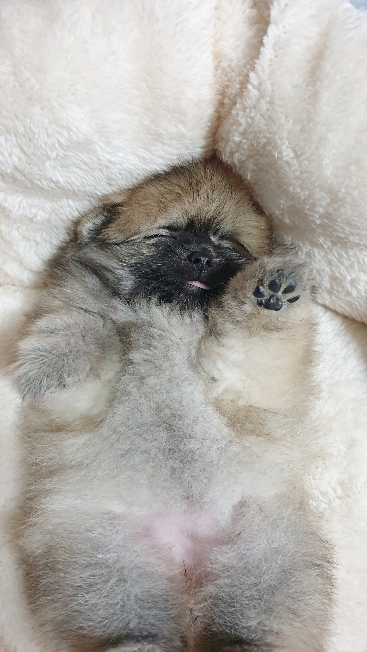 새집에 적응하고 잠자는 강아지