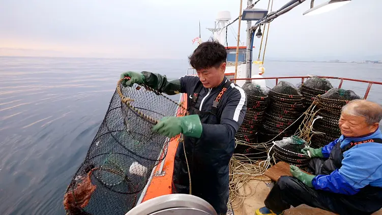 문어잡이와 냉동 문어를 자숙하는 자숙문어 가공 공장과 문어 파는 시장 오늘방송 정보