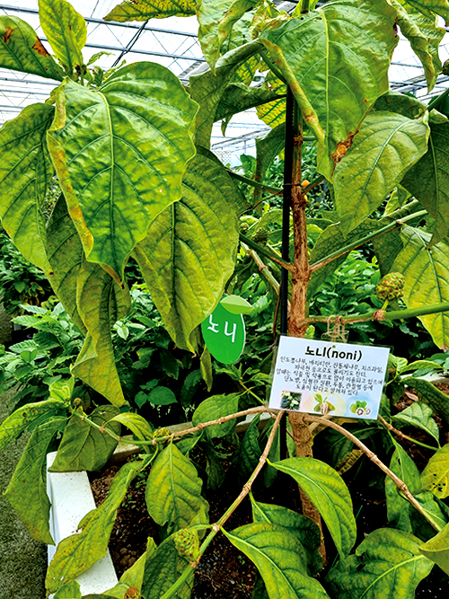 특색있고 아름다운 민간 정원 30선 추천 여행 - 25. 통영 동백커피식물원