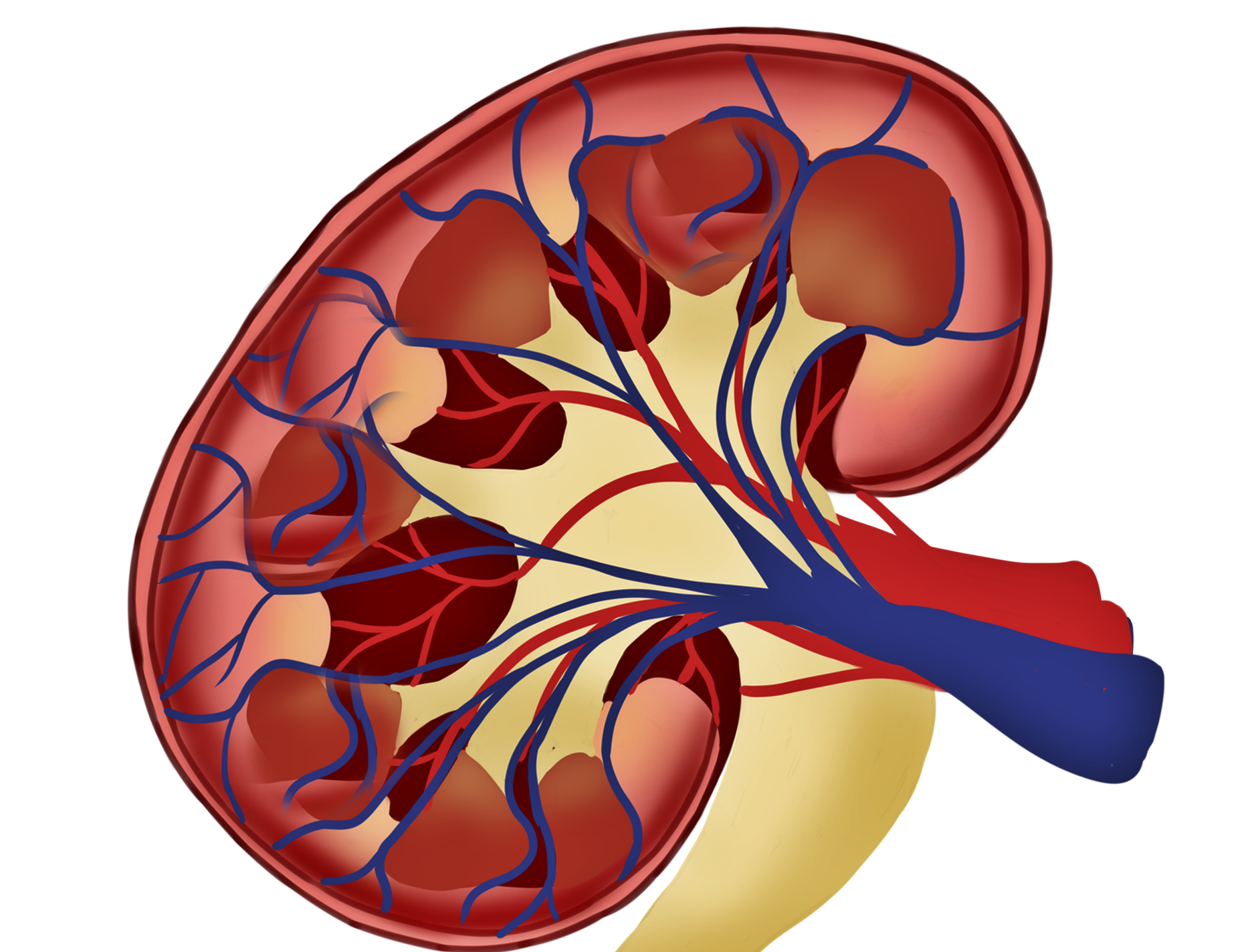 소변과 거품뇨는 신장이 보내는 가장 솔직한 경고!