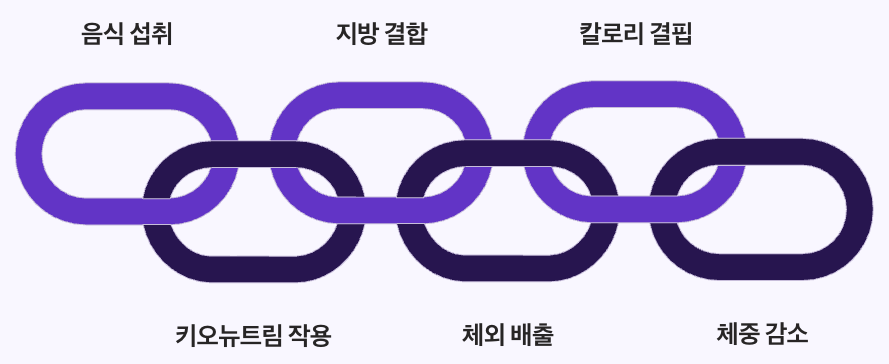 씨코핏 효능과 작용 원리 정리 체인형 이미지