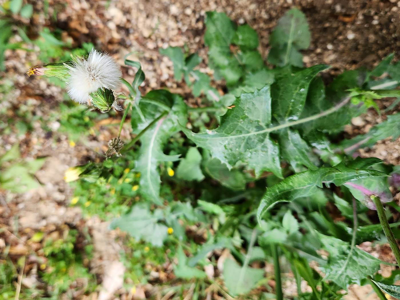 방가지똥(청채)