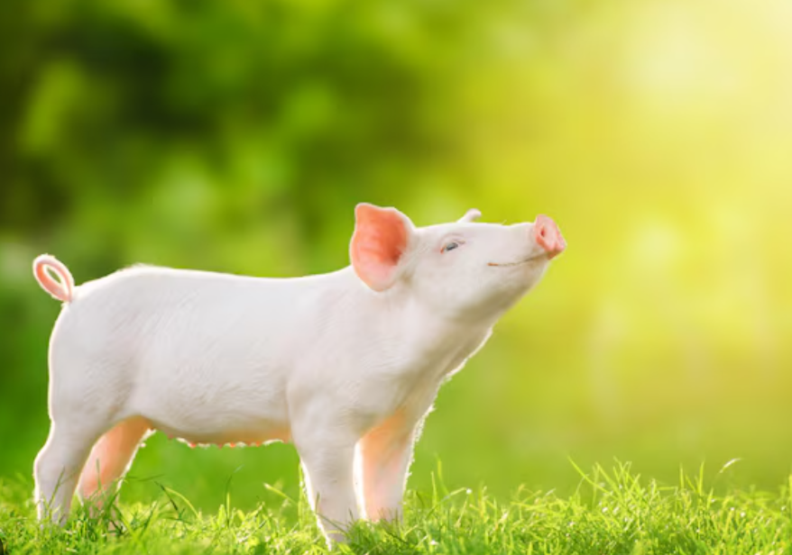 2024년 돼지띠 운세 