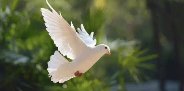 비둘기 훈련 및 레이싱 - 독특한 조류 스포츠 도전