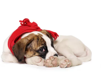 강아지 심장사상충/출처:어도비스톡