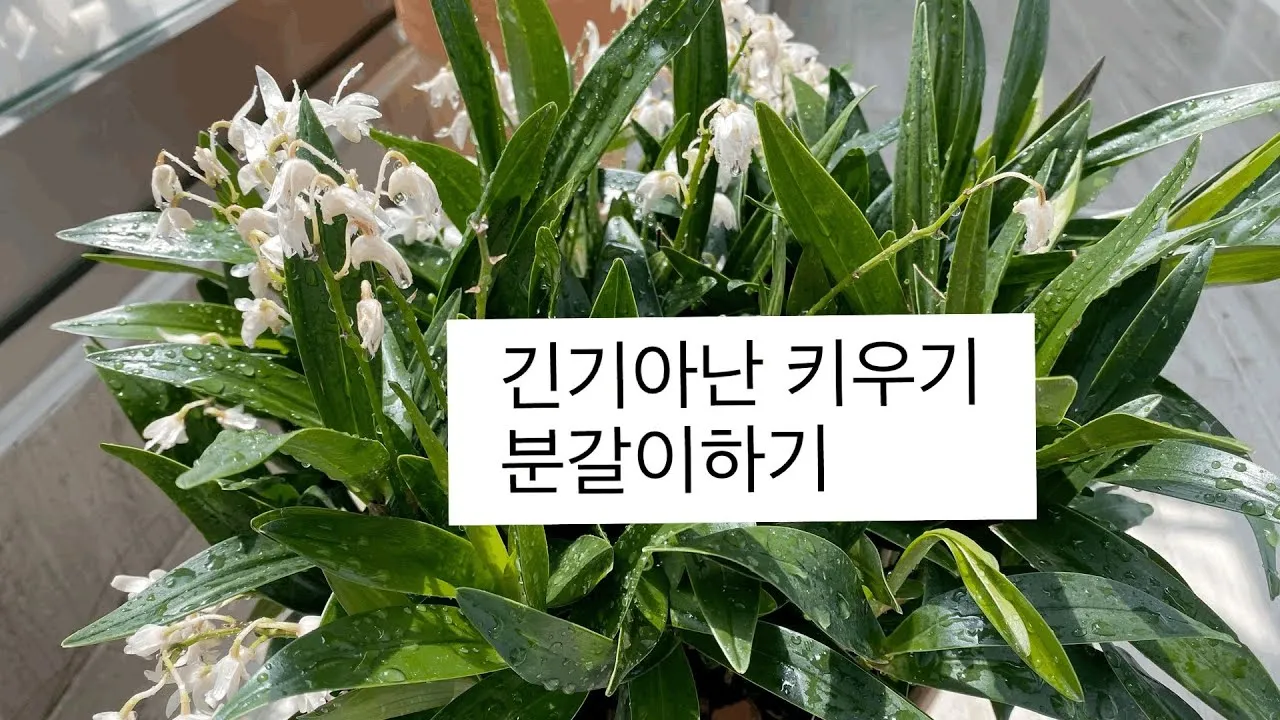 긴기아난 기르는법 꽃피우기 분갈이 물주기 꿀팁_5