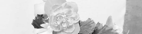 베고니아 꽃말: 사랑을 주는 꽃