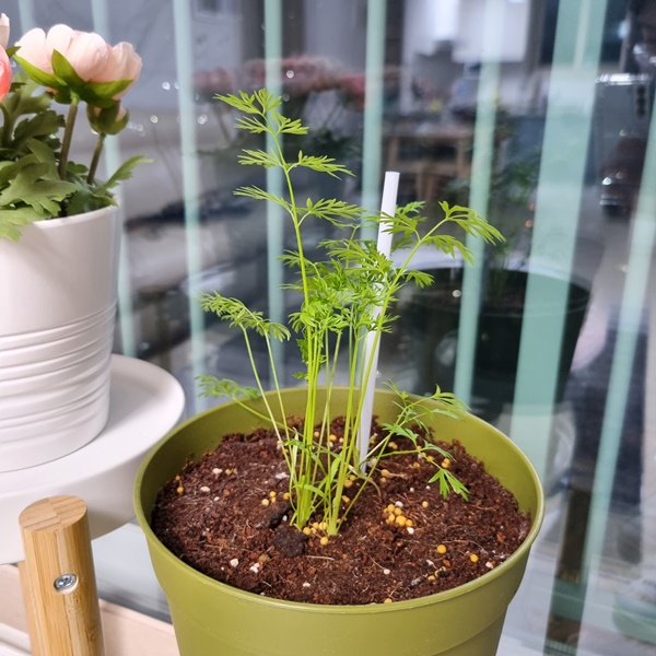 다이소_미니당근1