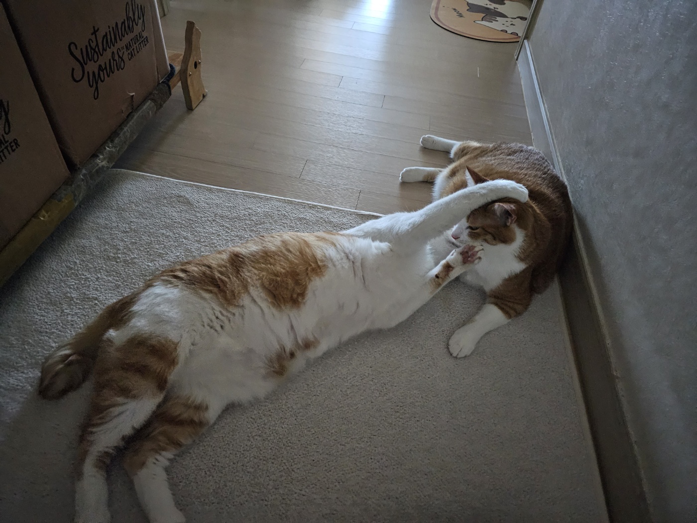 호야_형아한테_응석부리는_막둥이