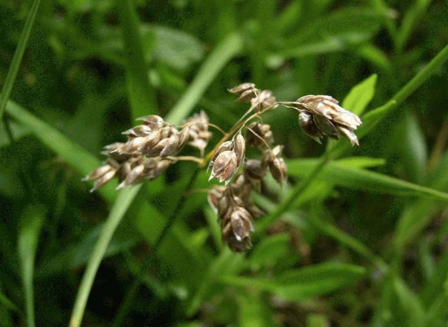 야생에서 잘 자라고 있는 모향의 줄기와 꽃의 무리를 확대를 하여 찍은 사진