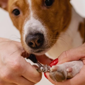 발톱 자르는 강아지