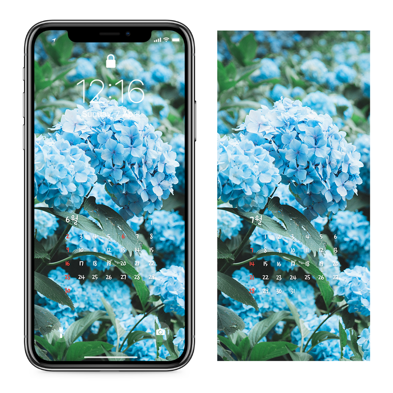 09 파란수국 AB - 2024년6월 아이폰달력배경화면