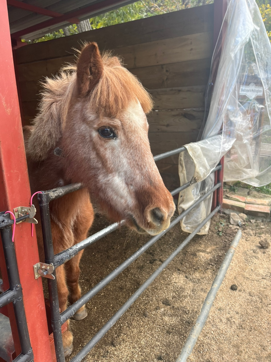 경북 상주 모동목장