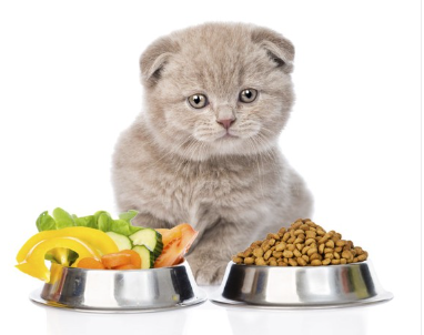 아기 고양이와 고양이 음식과 야채.