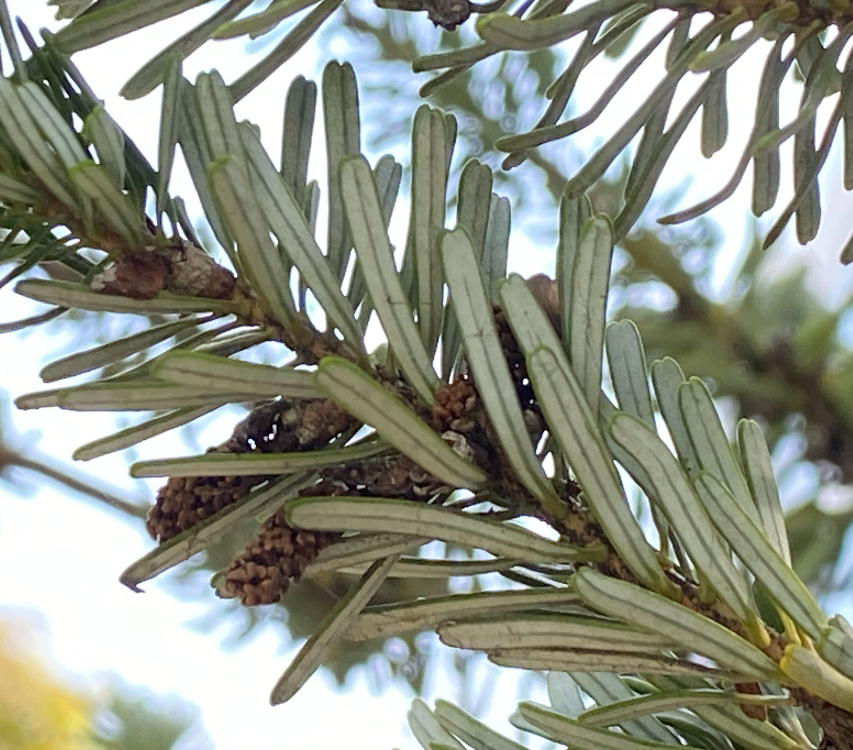 구상나무 잎2