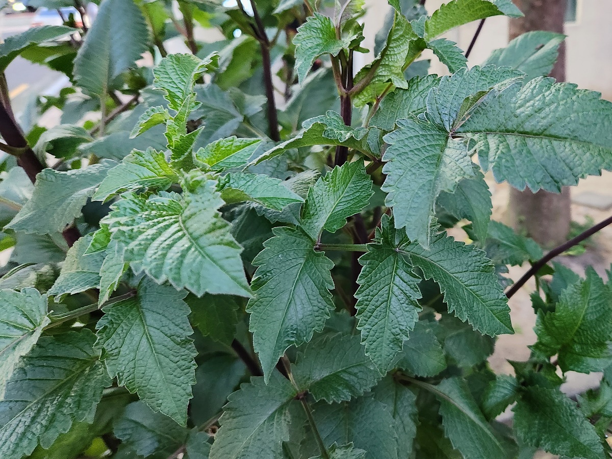 다알리아 Dahlia