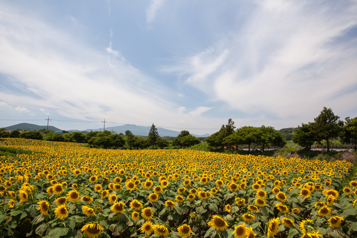 제주시-가볼만한-곳