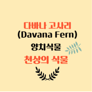다바나 고사리 양치 식물 천상의 식물 인테리어 식물 고사리키우기