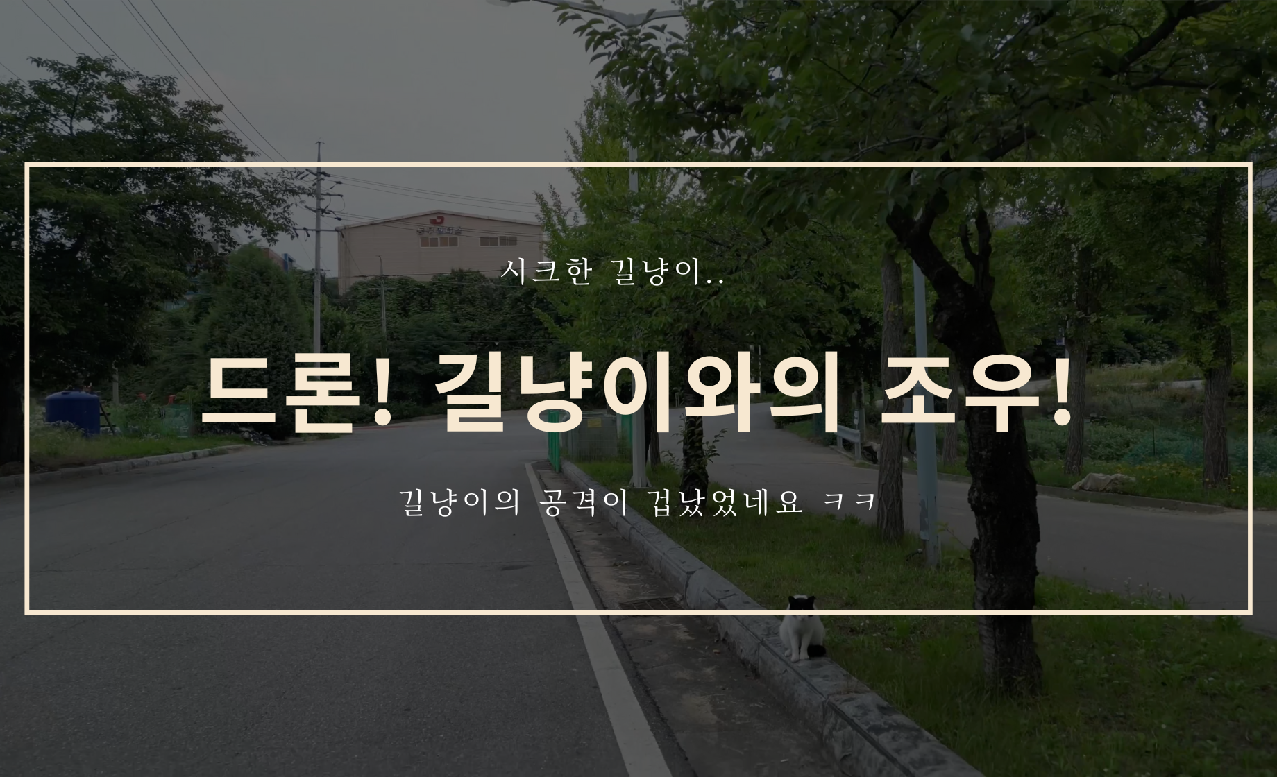 드론 매빅 미니 3 프로..! 길냥이와의 조우!!