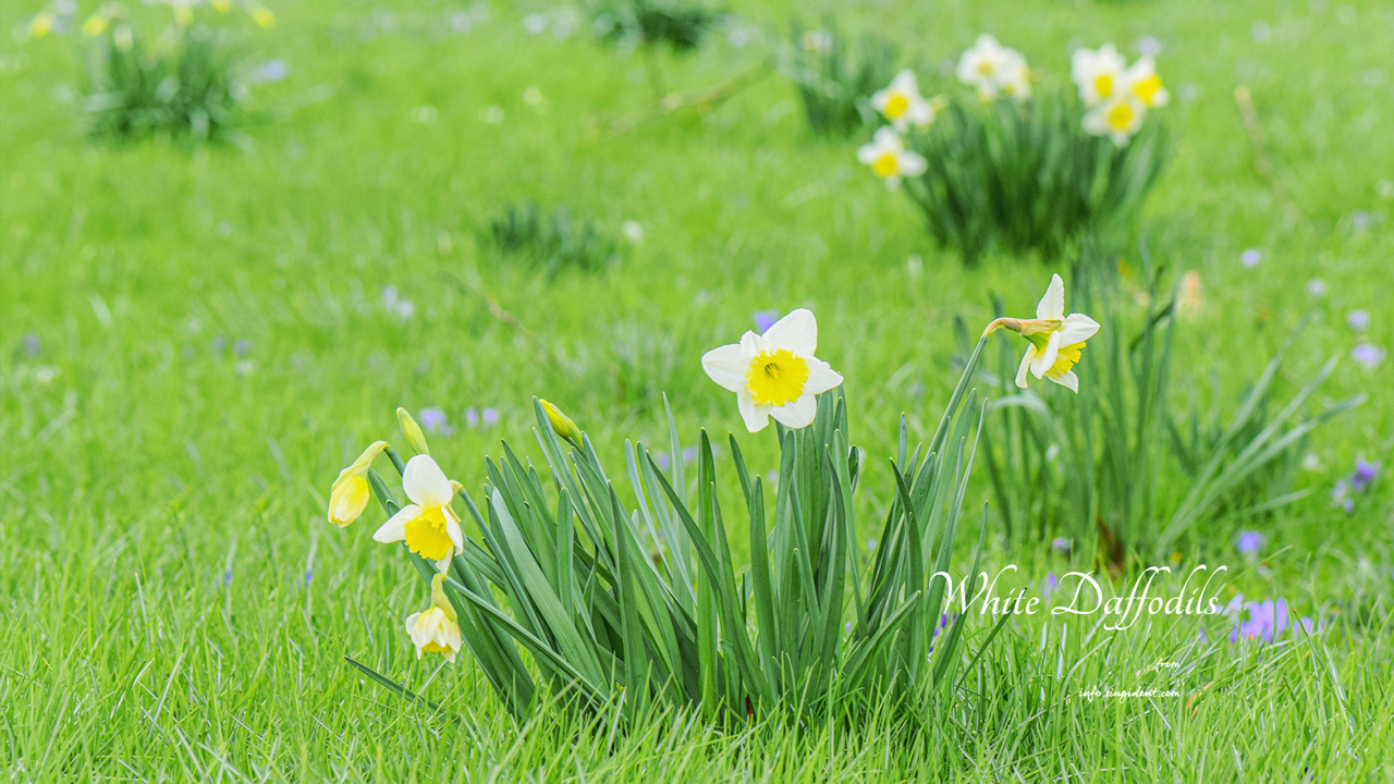 08 흰색 수선화 C - White Daffodils 봄배경화면