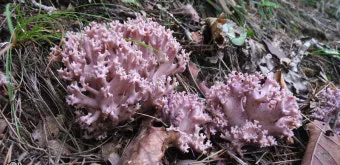 싸리버섯 채취시기종류 정보를 정리_18