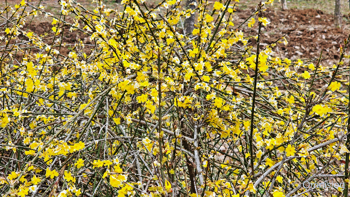 영춘화(迎春花) Jasminum nudiflorum.