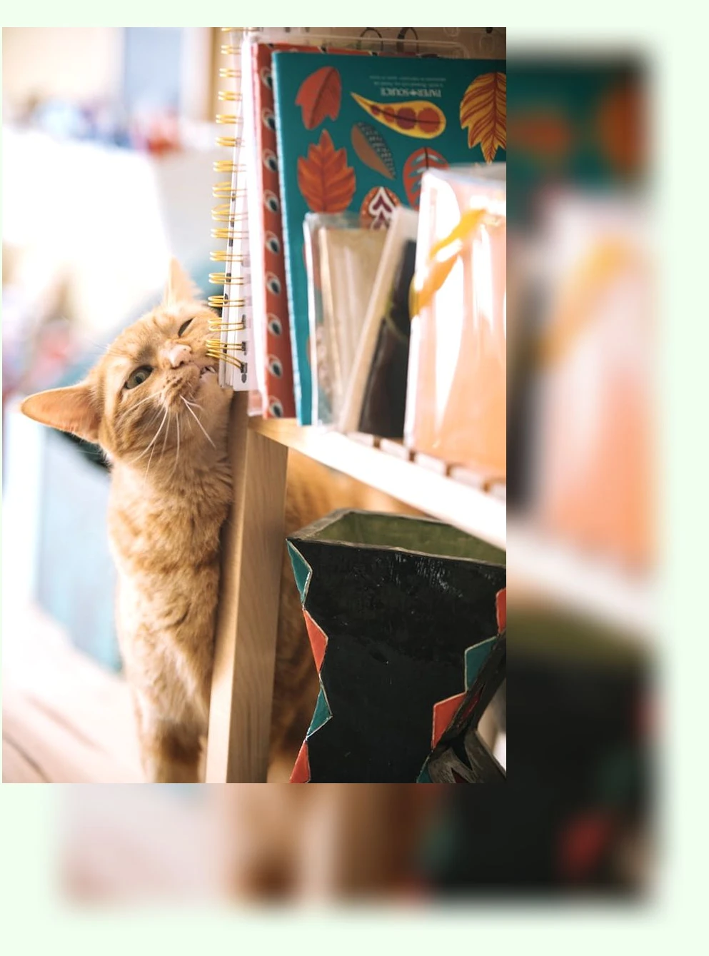 고양이 스크래쳐_2_subsection