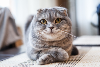 이쪽을 바라보는 스코티시폴드