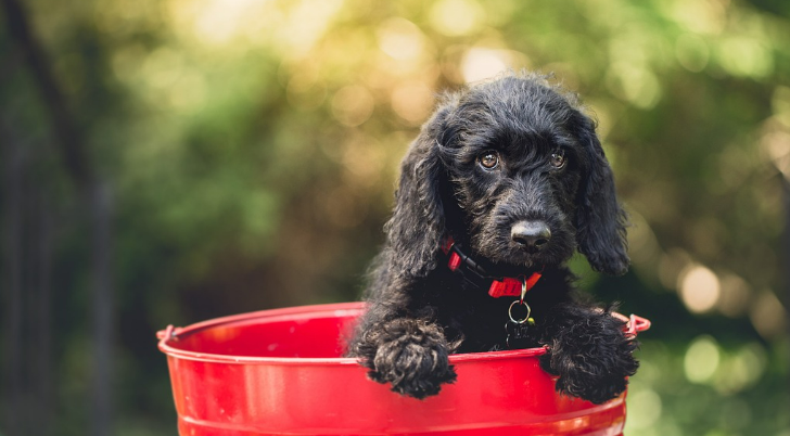 강아지가 양동이에 들어가 있는 이미지