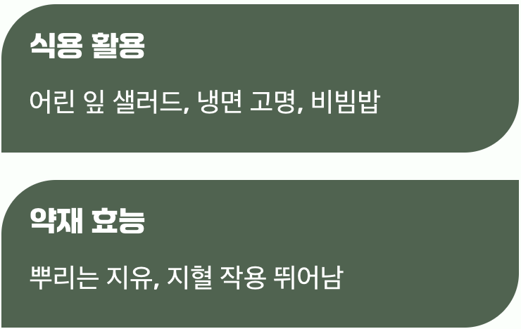 뿌리부터 잎까지&amp;#44; 버릴 것 없는 쓰임새