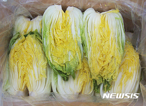 괴산 절임배추
