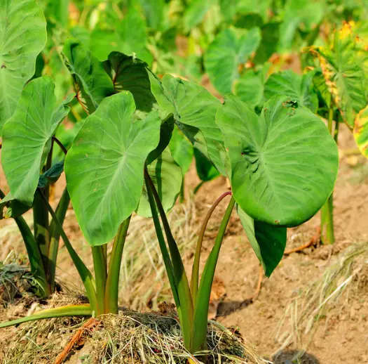 토란 효능 및 부작용, 먹을때 주의점