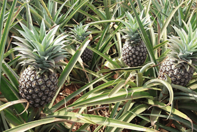 구우면좋은음식20