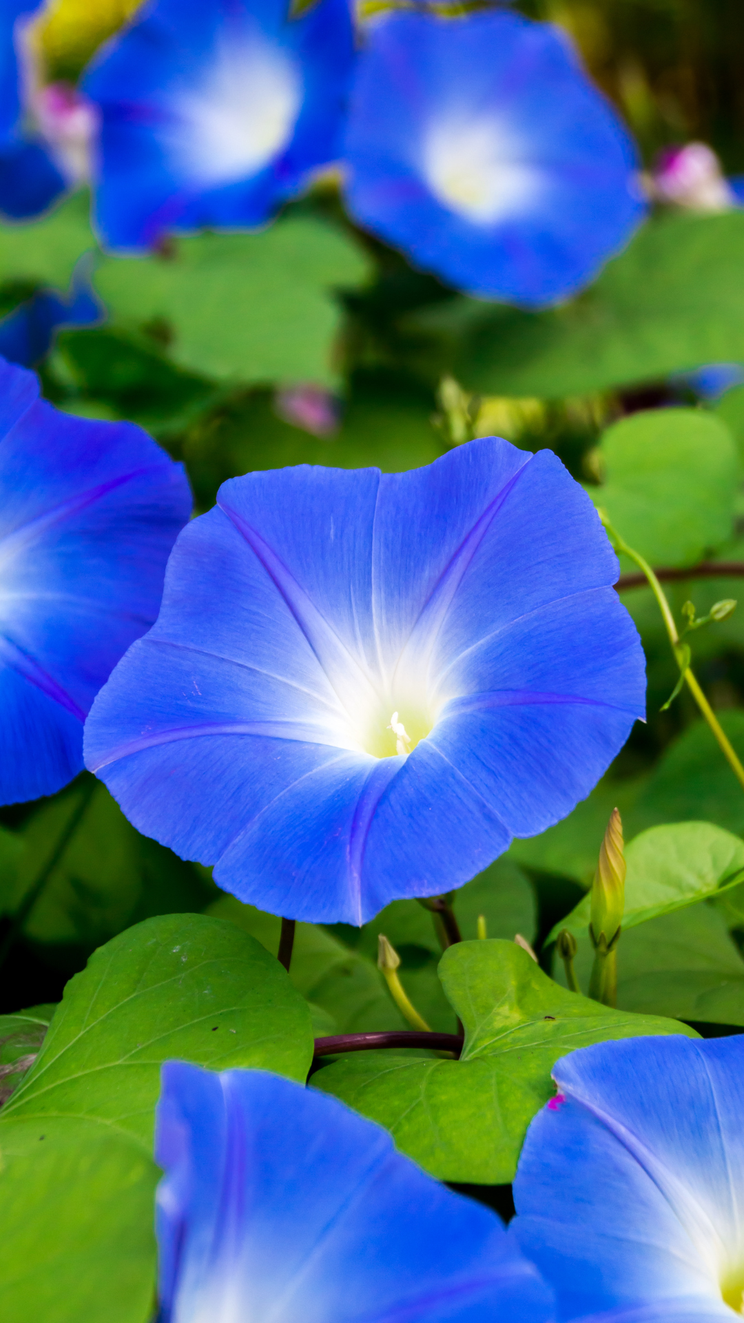 꽃 배경화면 사진 고화질 이미지 스마트폰