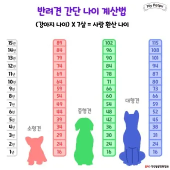 강아지 나이 환산법 가이드 실제 나이 확인 방법_32
