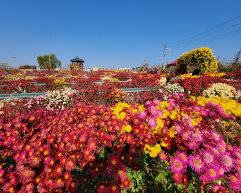 서산 국화축제_29