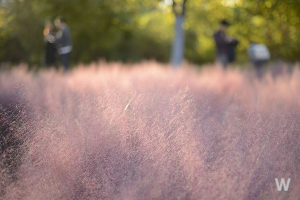 핑크뮬리 정원 이미지 6