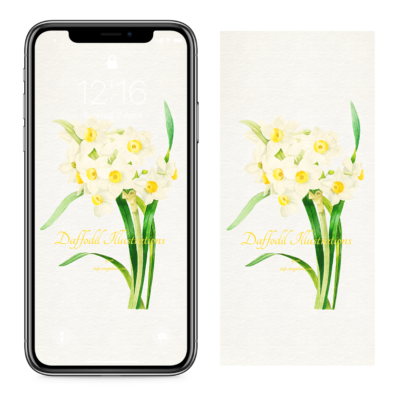 11 흰색 수선화 일러스트 C - Daffodil Illustrations 아이폰봄배경화면