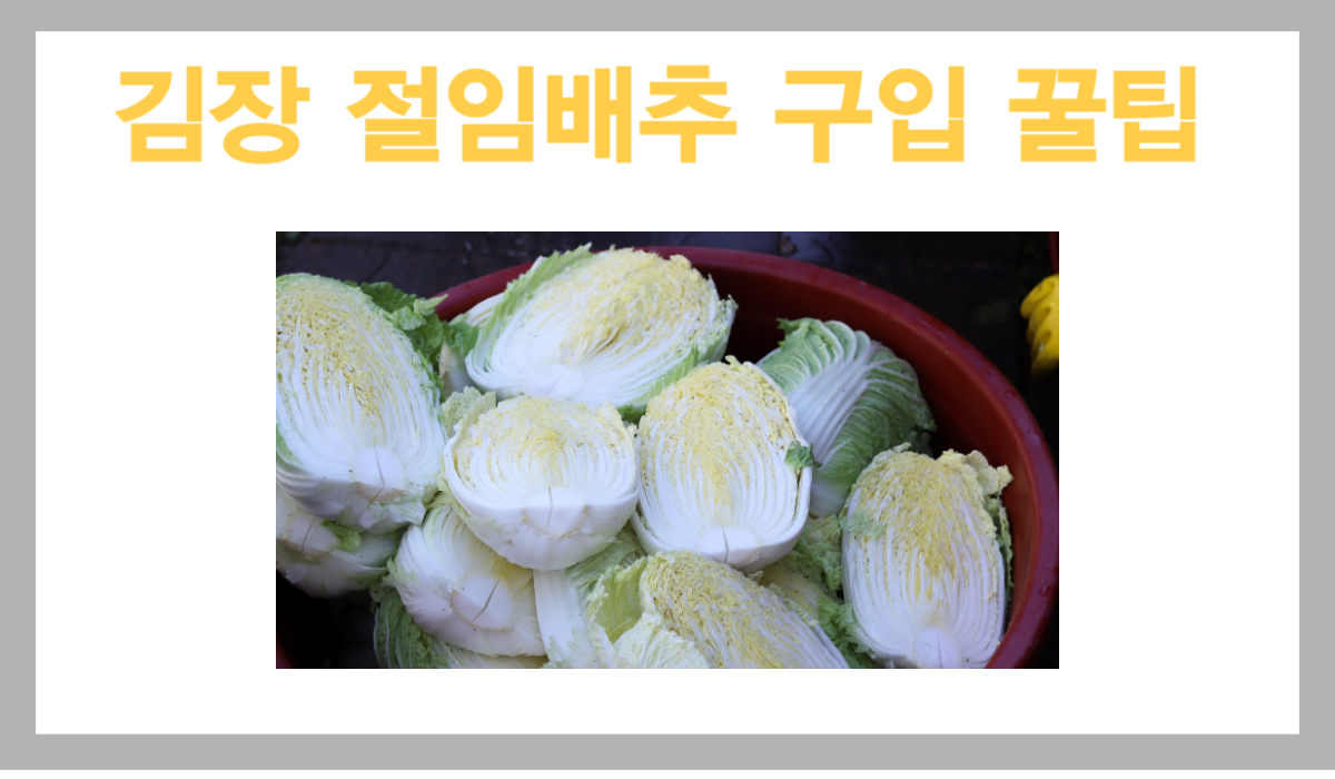 김장 절임배추 꿀팁 및 알뜰하게 구입 방법