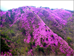  고려산 진달래축제 