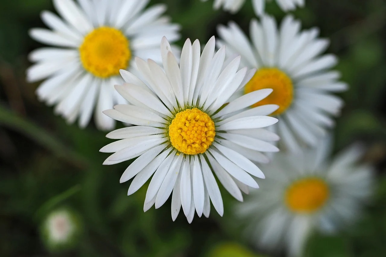 거창 별바람언덕 샤스타데이지