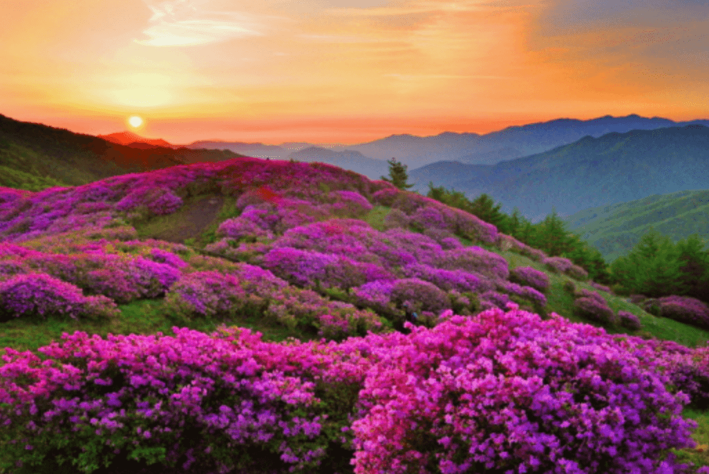 지리산 바래봉 절정 시기, 꼭 가보아야 아름다운 모습을 볼 수 있다.