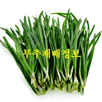 부추 재배 포기 나누기 덧비료 수확 반복_5